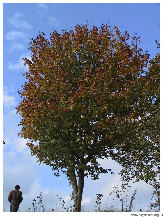 tree ~ sky ~ autumn